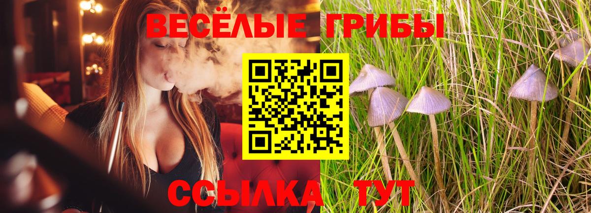 Галлюциногенные грибы Psilocybine cubensis Усть-Кут